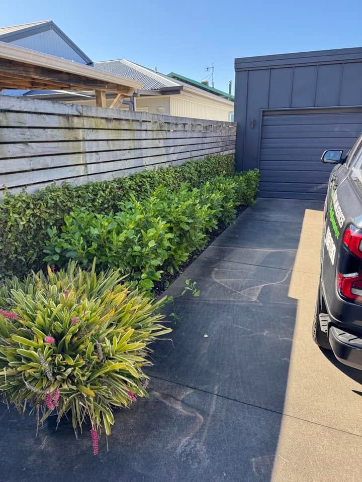Trimmed hedge along a Tauranga driveway with the Lawns A Plenty ute