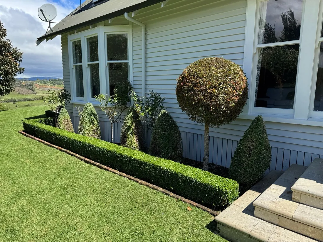Neatly clipped topiary hedge trimmed by Lawns A Plenty in Tauranga